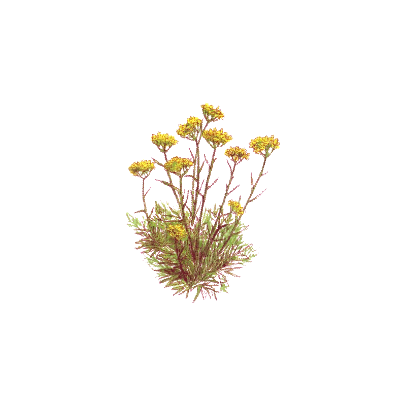 Huile essentielle Hélichryse Italienne ou Immortelle bio (Helichrysum italicum)