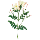 Huile essentielle Jasmin absolue culture