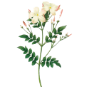 Huile essentielle Jasmin absolue culture