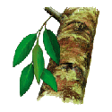 Huile essentielle Katafray sauvage
