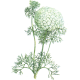Huile essentielle Khella sauvage Bio (Amni visnaga Lamarck)