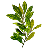 Huile essentielle Laurier Noble bio (Laurus nobilis)