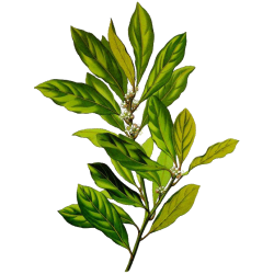 Huile essentielle Laurier Noble Bio*