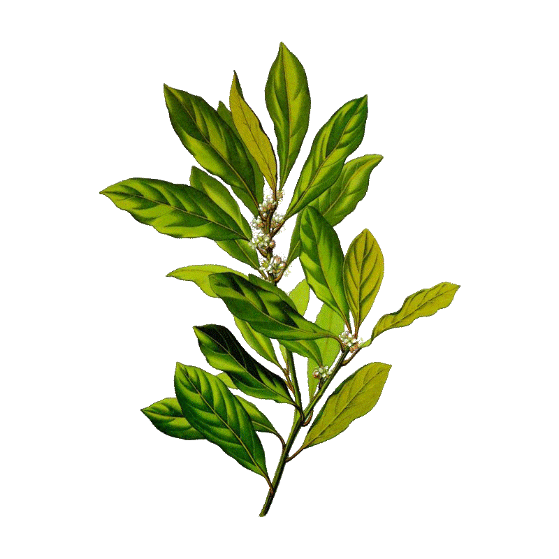 Huile essentielle Laurier Noble bio (Laurus nobilis)
