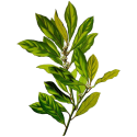 Huile essentielle Laurier Noble Bio*