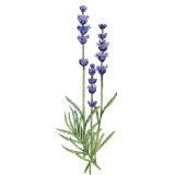 Huile essentielle Lavandin Abrial bio (Lavendula burnati Briquet)