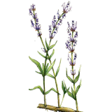 Huile essentielle Lavande Aspic Bio (Lavendula latifolia Medikus)