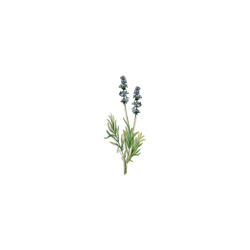 Huile essentielle Lavandin Super bio (Lavendula burnati Briquet)