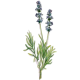 Huile essentielle Lavandin Super Bio*