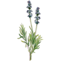 Huile essentielle Lavandin Super Bio*