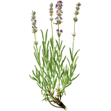 Huile essentielle Lavande Fine Bio (Lavendula angustifolia)