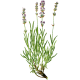 Huile essentielle Lavande Fine Bio AOP*