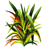 Huile essentielle Lemongrass bio (Cymbopogon flexosus)