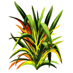 Huile essentielle Lemongrass Bio*