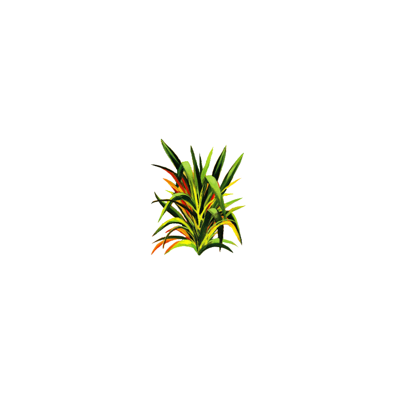 Huile essentielle Lemongrass bio (Cymbopogon flexosus)