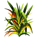 Huile essentielle Lemongrass Bio*