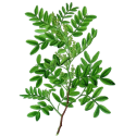 Huile essentielle Lentisque Pistachier Bio*
