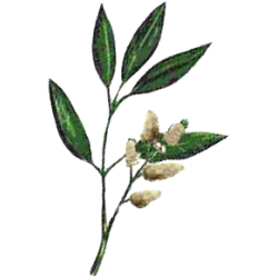 Huile essentielle Litsee Citronnée Bio*