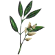 Huile essentielle Litsee Citronnée Bio*