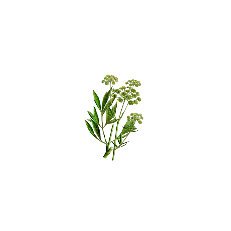 Huile essentielle Livèche bio (Levisticum officinalis)