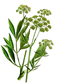 Huile Essentielle De Livèche (Levisticum Officinale) - Flacon Neuf, Sans Marque