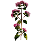Huile essentielle Marjolaine à Coquilles bio (Origanum majorana)