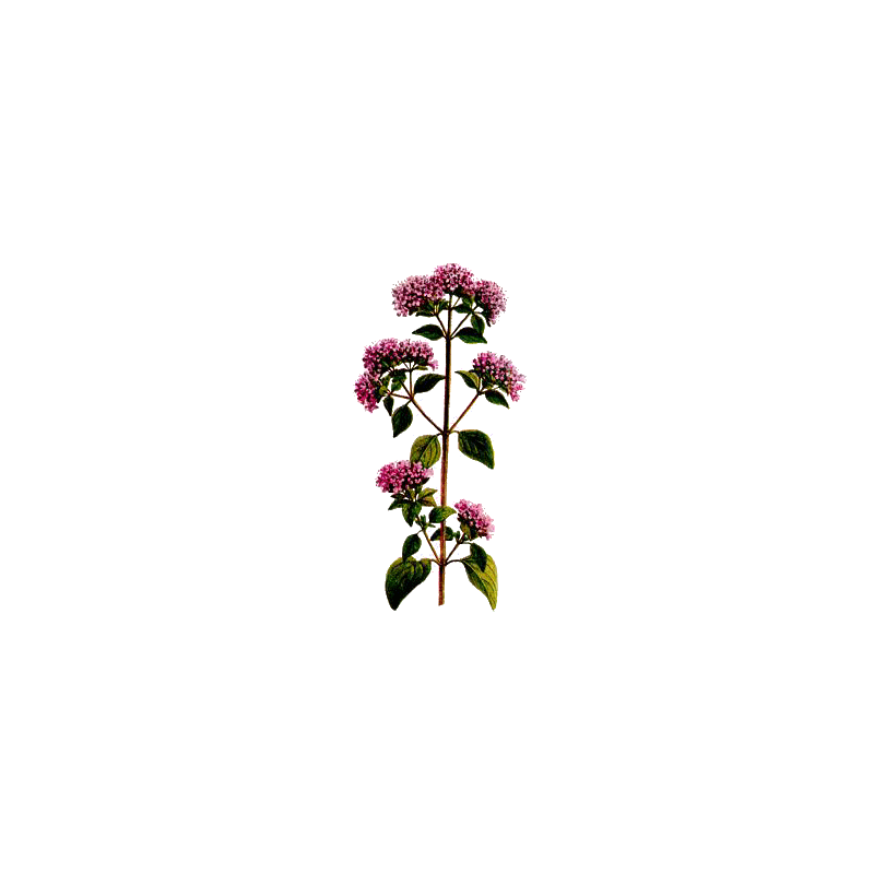 Huile essentielle Marjolaine à Coquilles bio (Origanum majorana)