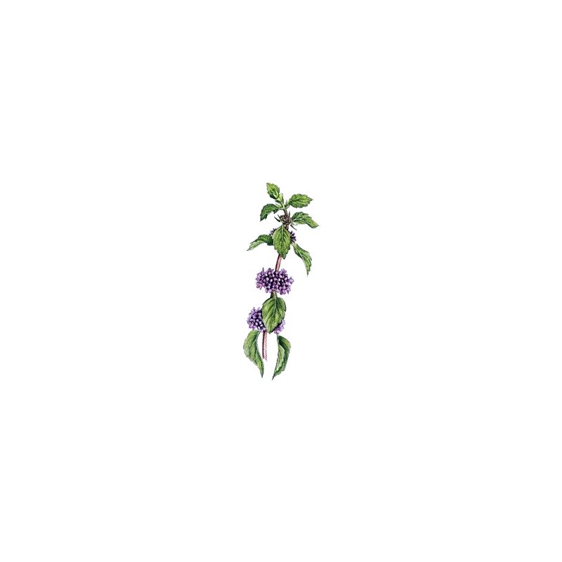Huile essentielle Menthe des Champs Bio (Mentha arvensis)