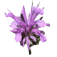 Huile essentielle Monarde Sauvage