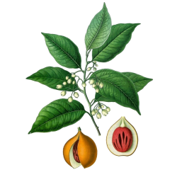 Huile essentielle Muscade Noix Bio*