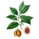 Huile essentielle Muscade Noix Bio*
