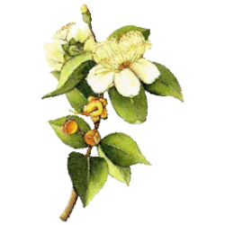 Huile essentielle Myrte Verte Bio*