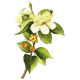Huile essentielle Myrte Verte Bio*