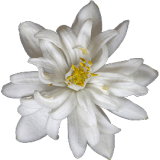 Huile essentielle Néroli bio (Citrus aurantium var. amara)