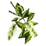 Huile essentielle Niaouli bio (Melaleuca viridiflora Solander)