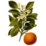 Huile essentielle Orange Douce Bio (Citrus sinensis L. Persoon)