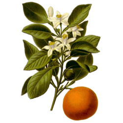 Huile essentielle Orange Douce Bio*