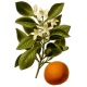 Huile essentielle Orange Douce Bio*