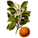 Huile essentielle Orange Douce Bio*