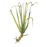 Huile essentielle Palmarosa bio (Cymbopogon martinii)