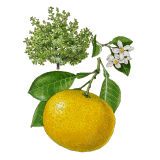 Huile essentielle Pamplemousse Blanc bio (Citrus X paradisi)