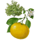 Huile essentielle Pamplemousse Blanc Bio*