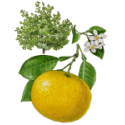 Huile essentielle Pamplemousse Blanc Bio*