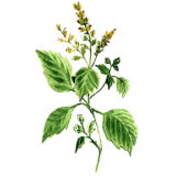 Huile essentielle Patchouli bio (Pogostemon cablin)