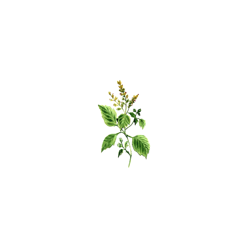 Huile essentielle Patchouli bio (Pogostemon cablin)