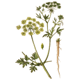 Huile essentielle Persil culture Eco (Petroselinum crispum)