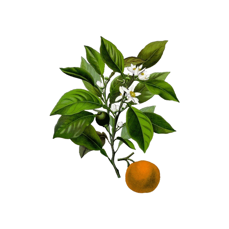 Huile essentielle Petitgrain Bigaradier bio (Citrus aurantium)