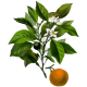 Huile essentielle Petitgrain Bigaradier Bio*