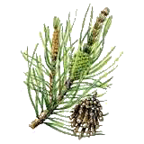 Huile essentielle Pin de Sibérie sauvage (Abies sibirica)