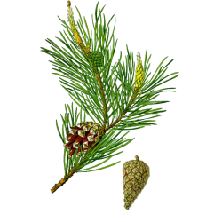 Huile essentielle Pin Sylvestre Bio*